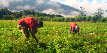 Presentan en el Senado iniciativa para crear la Financiera Nacional Agropecuaria