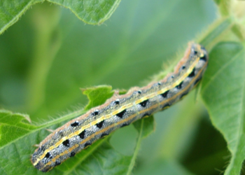 Opciones agroecológicas para el manejo de gusano cogollero
