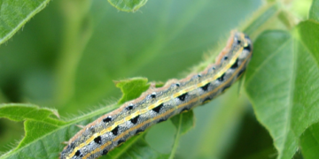 Opciones agroecológicas para el manejo de gusano cogollero