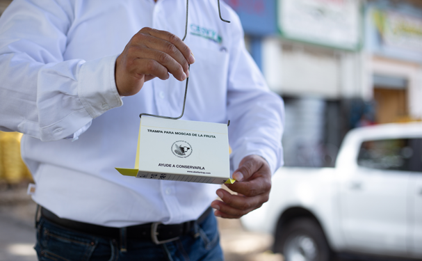 La mosca del Mediterráneo es contenida en Manzanillo