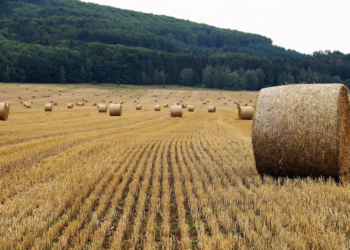 Investigadores y autoridades urgen a evitar quemas agrícolas