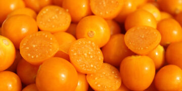 Uchuva, súper fruta con potencial para el mercado estadounidense