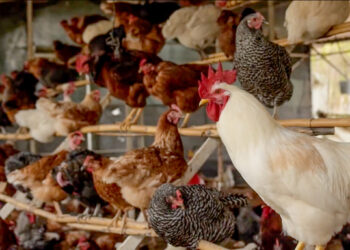 Autoridades prevén aumento en producción de carne de pollo y huevo en 2019