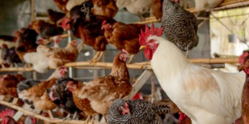 Autoridades prevén aumento en producción de carne de pollo y huevo en 2019