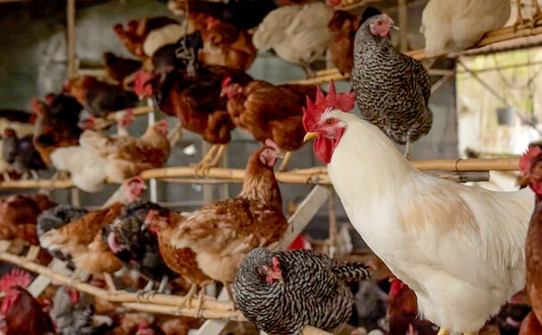 Autoridades prevén aumento en producción de carne de pollo y huevo en 2019