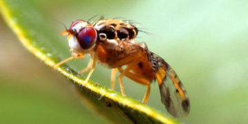 Brote de Mosca del Mediterráneo a Colima en fase de erradicación