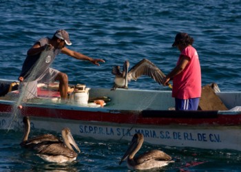 Conapesca destinará mil 159 mdp al sector pesquero y acuícola