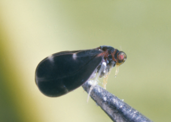 Control biológico reactiva la productividad de citricultores