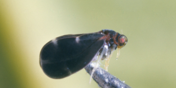 Control biológico reactiva la productividad de citricultores