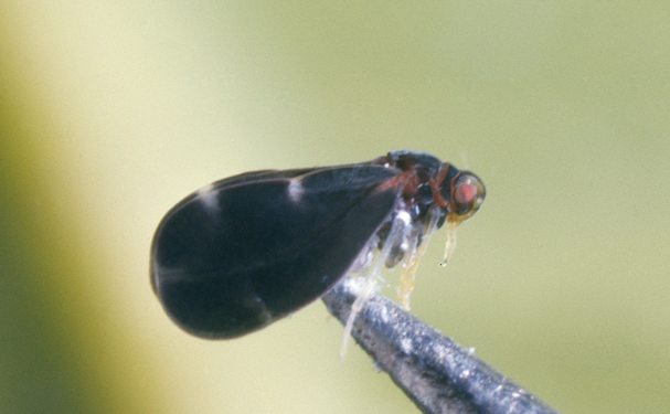 Control biológico reactiva la productividad de citricultores