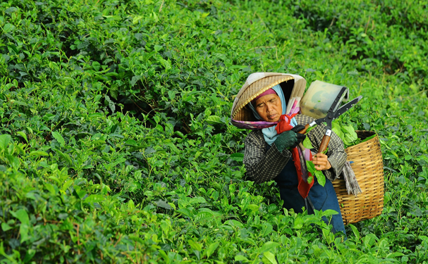 En el mundo 80% de los alimentos provienen de la agricultura familiar