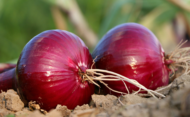 Precio de la cebolla aumenta 200% en el último año