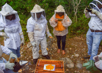 Inifap desarrolla suplementos para nutrir abejas