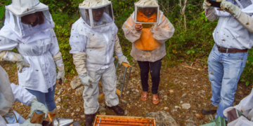 Inifap desarrolla suplementos para nutrir abejas