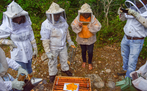 Inifap desarrolla suplementos para nutrir abejas
