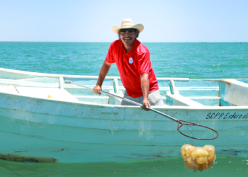 Inicia temporada de pesca de medusa bola de cañón
