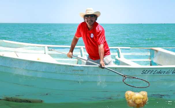 Inicia temporada de pesca de medusa bola de cañón
