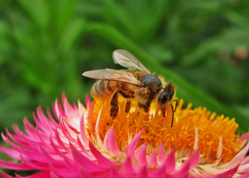 Inecol celebra encuentro a favor de los polinizadores