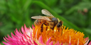 Inecol celebra encuentro a favor de los polinizadores