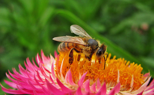 Inecol celebra encuentro a favor de los polinizadores