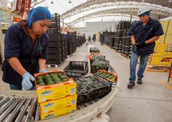 México abrirá 38 nuevos mercados de exportación hortofrutícola