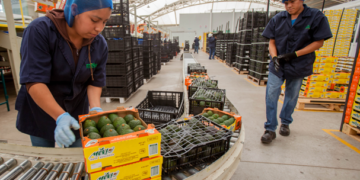 México abrirá 38 nuevos mercados de exportación hortofrutícola