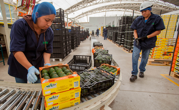 México abrirá 38 nuevos mercados de exportación hortofrutícola