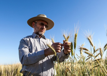 México cuenta con uno de los investigadores de trigo más reconocidos del mundo