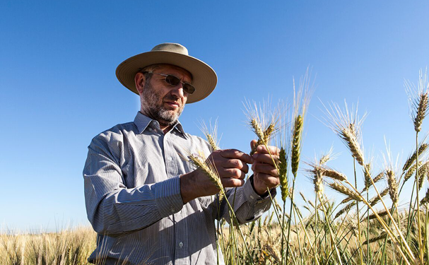 México cuenta con uno de los investigadores de trigo más reconocidos del mundo