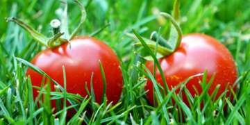 Productores de tomate a 3 condiciones de llegar a un acuerdo con EUA