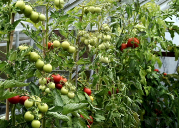 Productores de tomate exigen retirar arancel de sus productos