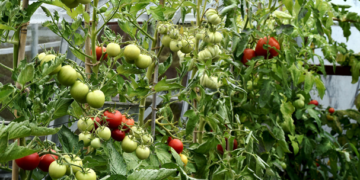 Productores de tomate exigen retirar arancel de sus productos