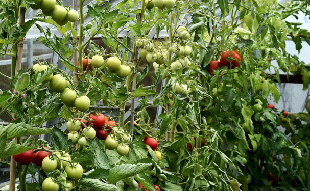 Productores de tomate exigen retirar arancel de sus productos