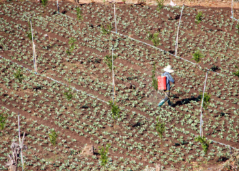 Sader llama a garantizar entrega de fertilizantes en Guerrero