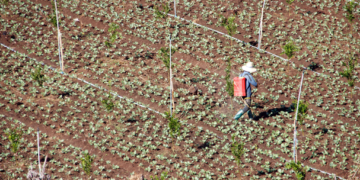 Sader llama a garantizar entrega de fertilizantes en Guerrero