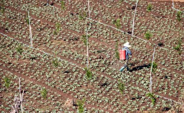 Sader llama a garantizar entrega de fertilizantes en Guerrero