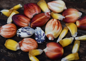 Semilla de maíz de Campeche busca ofertarse a nivel nacional