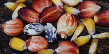 Semilla de maíz de Campeche busca ofertarse a nivel nacional