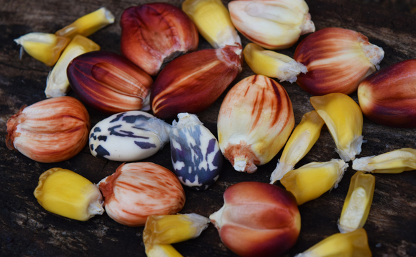 Semilla de maíz de Campeche busca ofertarse a nivel nacional