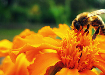 Sin polinización desaparecería el paisaje agrícola: Conacyt