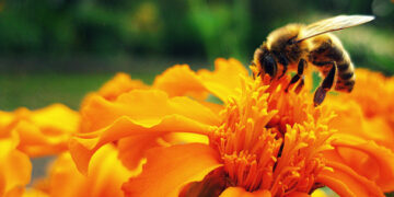 Sin polinización desaparecería el paisaje agrícola: Conacyt