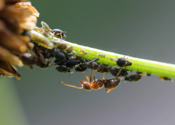 México y España fortalecen cooperación para el control biológico de plagas