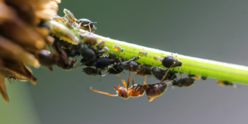 México y España fortalecen cooperación para el control biológico de plagas