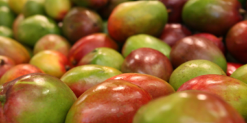 Cosecha de mango mexicano en incertidumbre