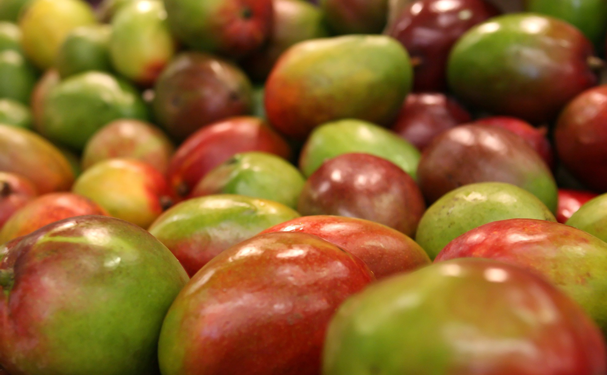 Cosecha de mango mexicano en incertidumbre