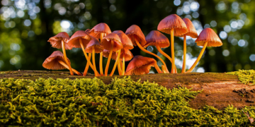 Inicia temporada de pesca de medusa bola de cañón