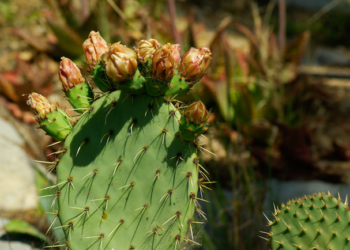 Investigadores clonan nopal resistente a bajas temperaturas