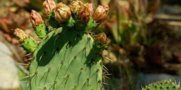 Investigadores clonan nopal resistente a bajas temperaturas