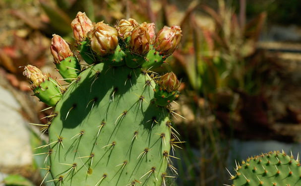 Investigadores clonan nopal resistente a bajas temperaturas