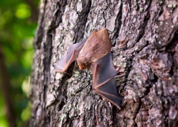 Investigadores protegen a murciélago polinizador de agave